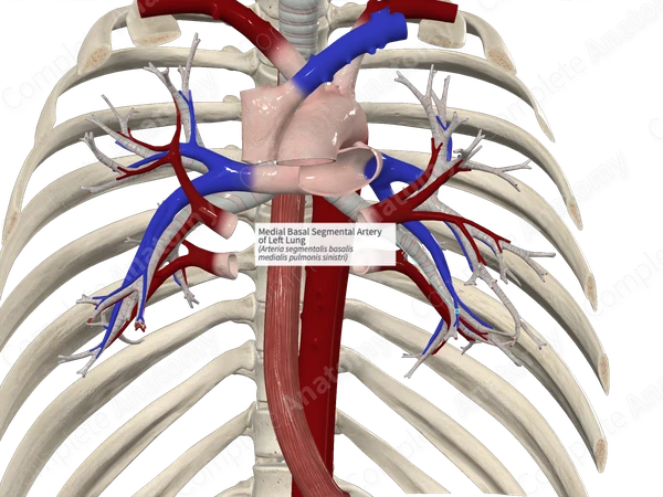 Medial Basal Segmental Artery of Left Lung