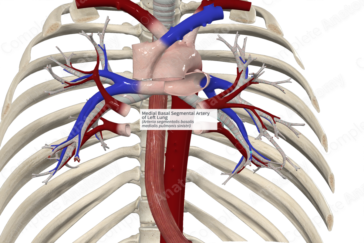 Medial Basal Segmental Artery of Left Lung