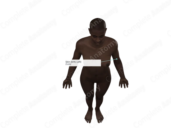 Skin (Arm; Left)