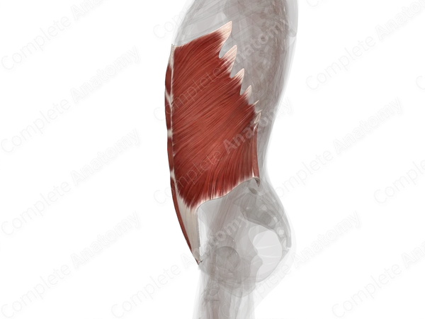 Muscles of Abdomen (Left)