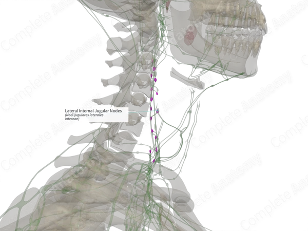 Lateral Internal Jugular Nodes (Right)