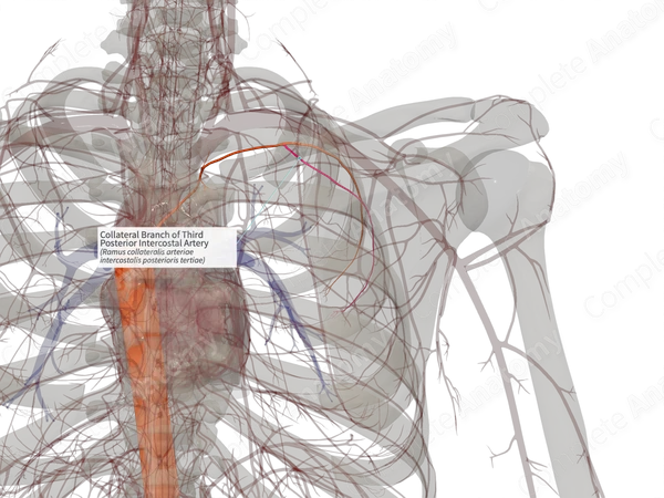 Collateral Branch of Third Posterior Intercostal Artery (Left)