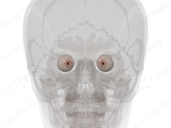 Eyeball
