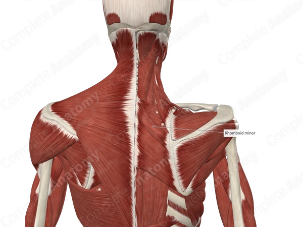 Rhomboid Minor Muscle 