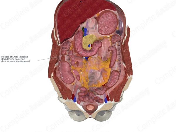 Mucosa of Small intestine (Duodenum; Posterior)