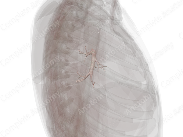 Bronchi of Inferior Lobe of Right Lung