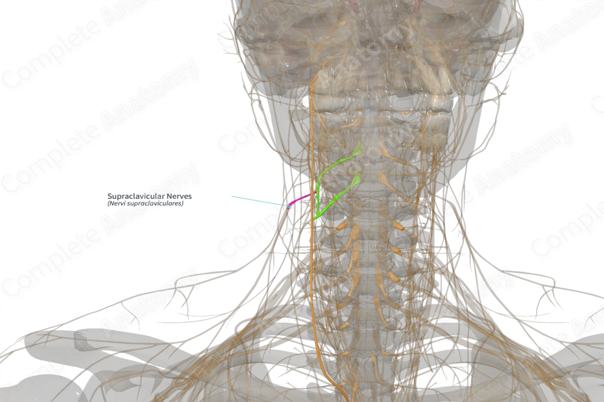 Supraclavicular Nerves (Left)