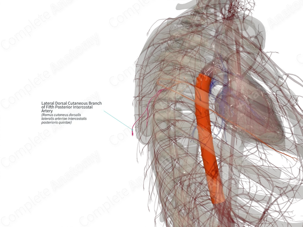 Lateral Dorsal Cutaneous Branch of Fifth Posterior Intercostal Artery (Right)