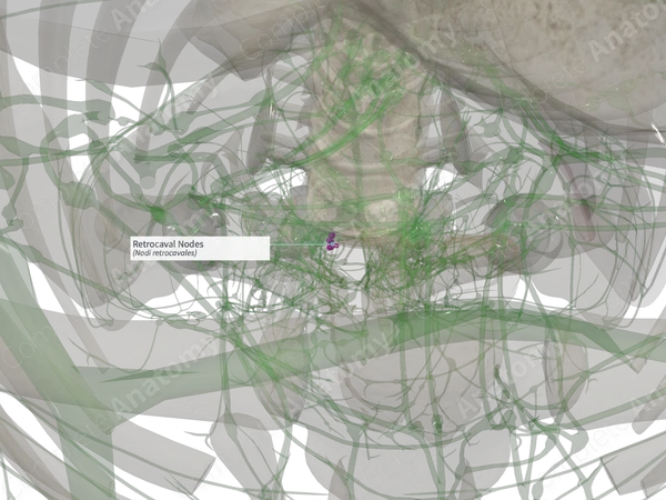 Retrocaval Nodes