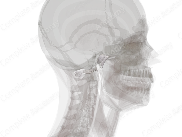 Cranial Synovial Joints