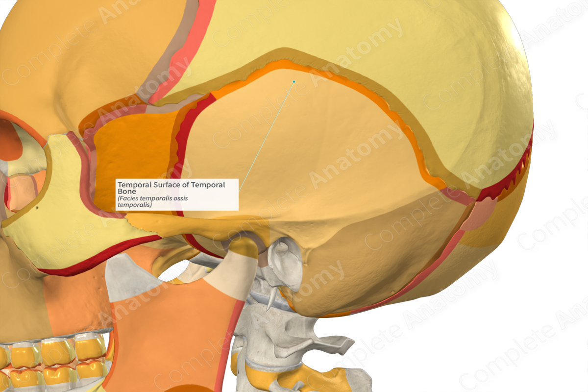 Temporal Surface of Temporal Bone