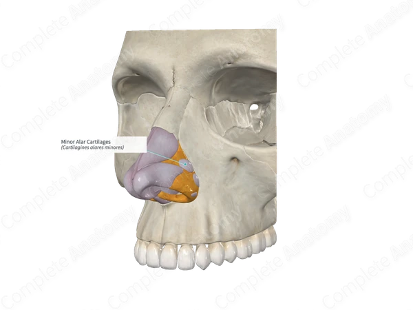 Minor Alar Cartilages