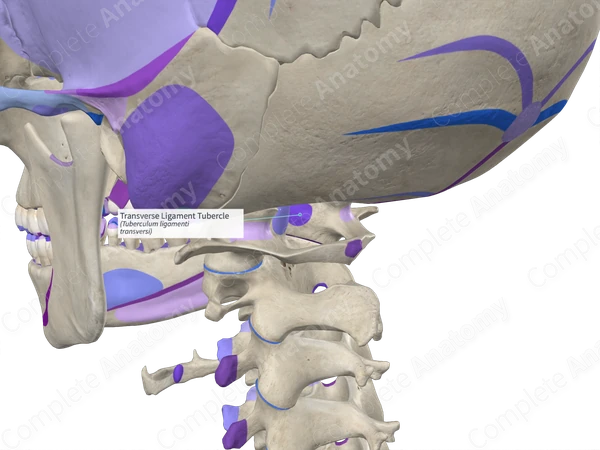 Transverse Ligament Tubercle (Right)