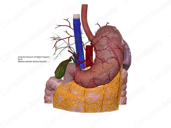 Anterior Branch of Right Hepatic Duct
