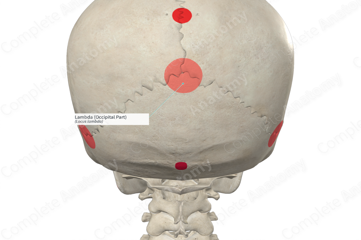 Lambda (Occipital Part)