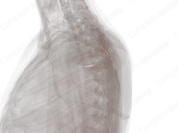 Intervertebral Symphysis (T4-T5)