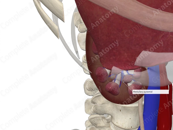 Renal Pyramid (Anterior Part; Right)