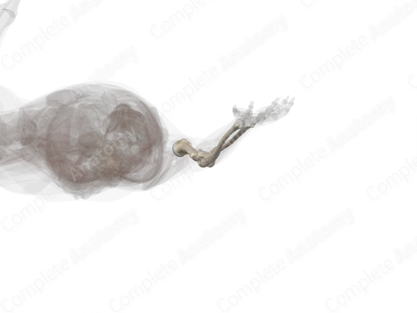 Bones of Arm & Forearm (Left)