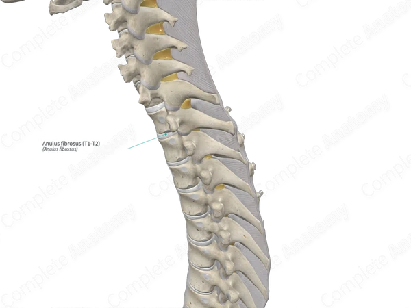 Anulus fibrosus (T1-T2)