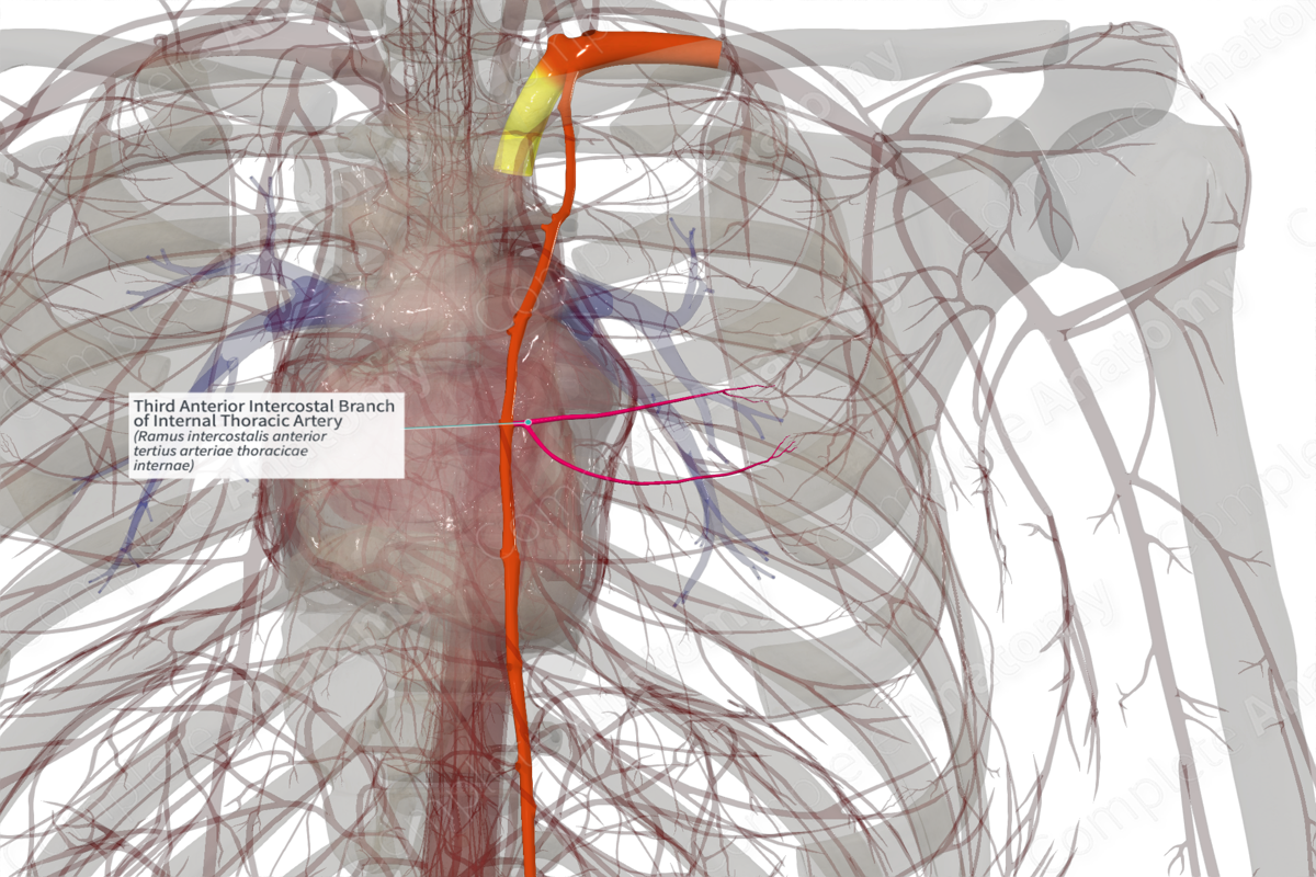 Third Anterior Intercostal Branch of Internal Thoracic Artery (Right)