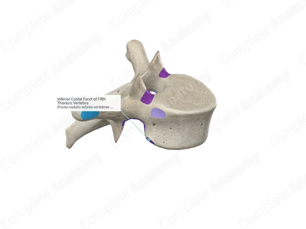 Inferior Costal Facet of Fifth Thoracic Vertebra