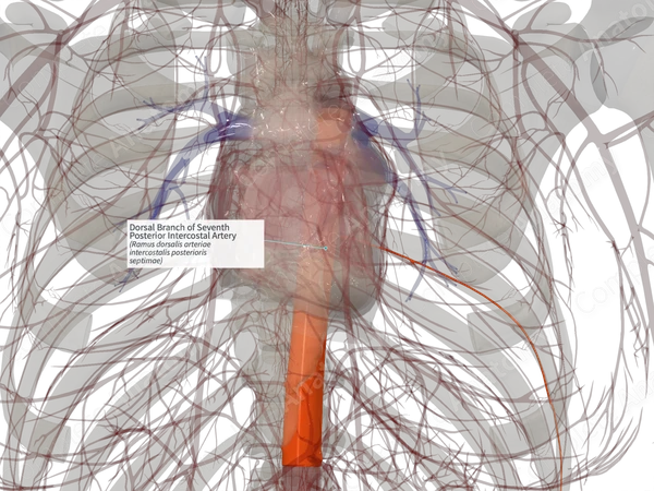 Dorsal Branch of Seventh Posterior Intercostal Artery (Right)