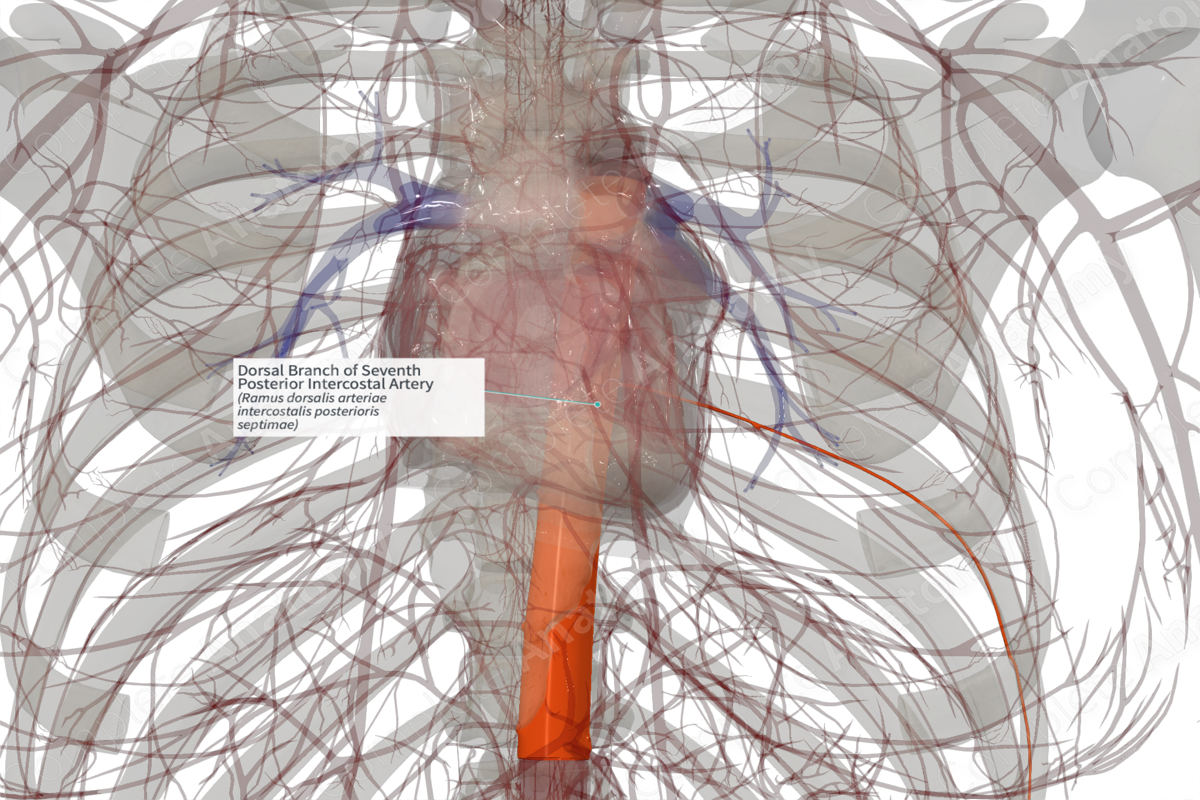 Dorsal Branch of Seventh Posterior Intercostal Artery (Right)