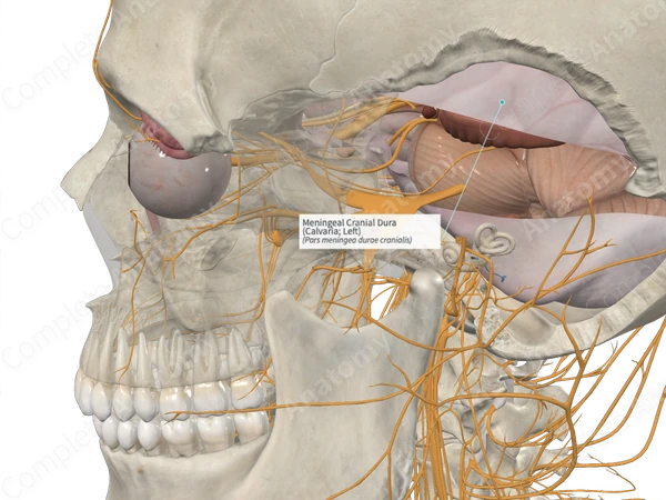Meningeal Cranial Dura (Calvaria; Right)