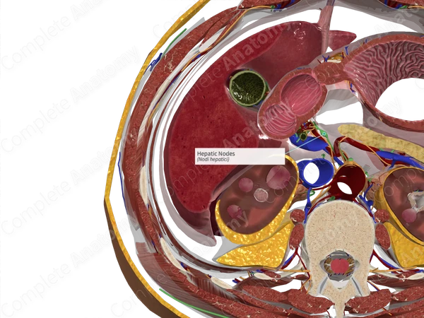 Hepatic Nodes