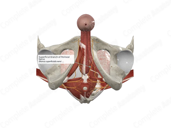 Superficial Branch of Perineal Nerve 
