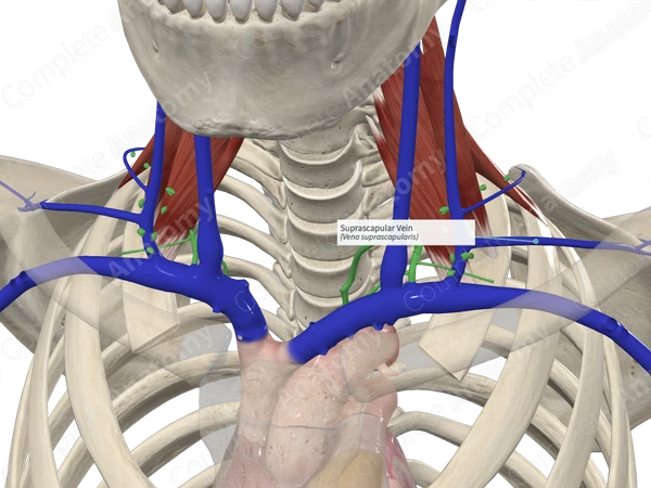 Suprascapular Vein