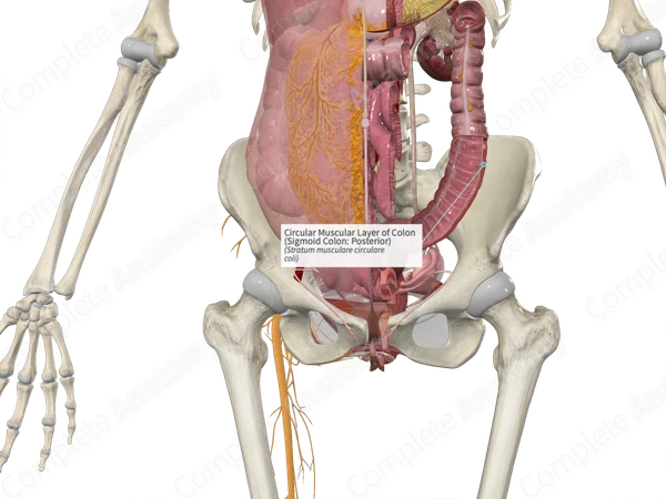 Circular Muscular Layer of Colon (Sigmoid Colon: Posterior)