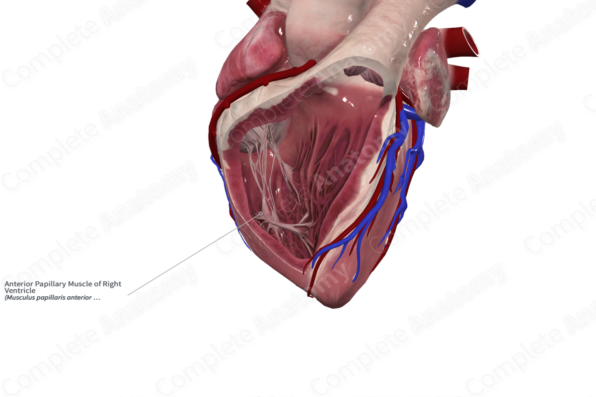 Anterior Papillary Muscle of Right Ventricle
