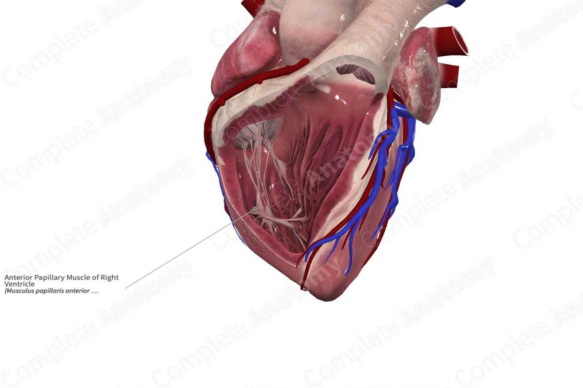 Anterior Papillary Muscle of Right Ventricle | Complete Anatomy