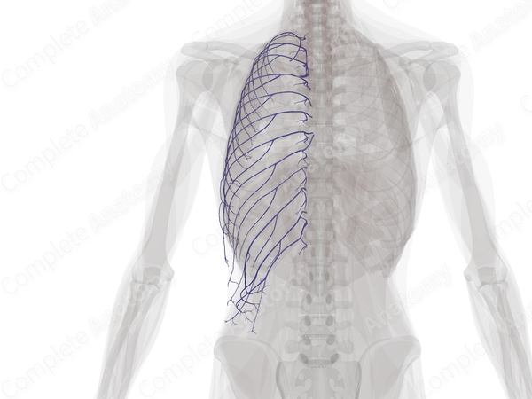 Posterior Intercostal Veins (Left)