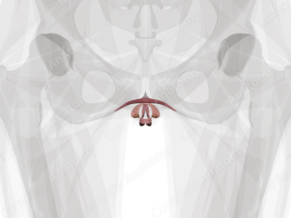 Vulva