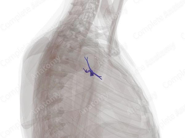 Pulmonary Arteries of Superior Lobe of Right Lung