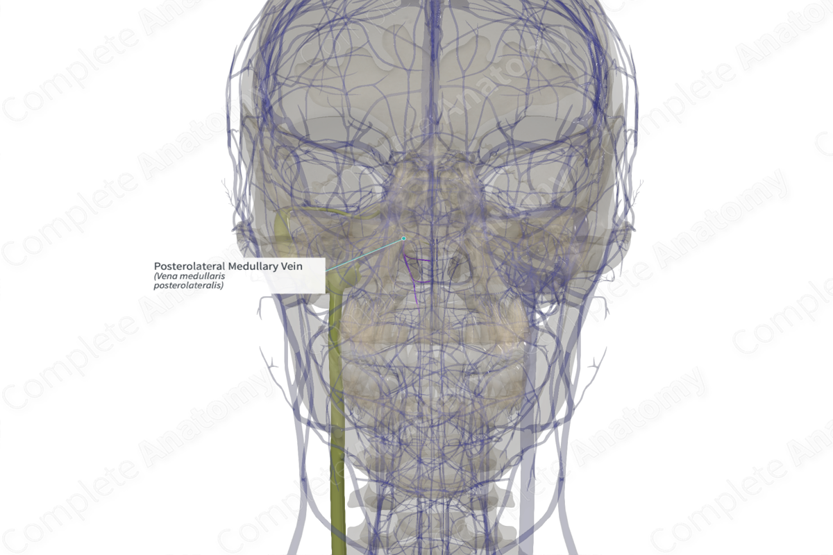Posterolateral Medullary Vein (Left)