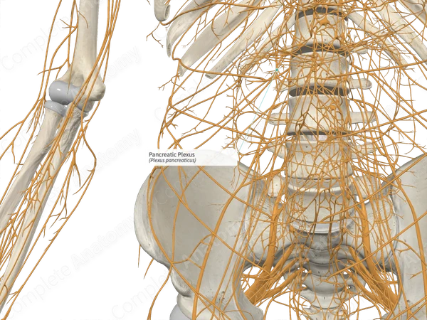 Pancreatic Plexus
