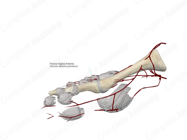 Plantar Digital Arteries
