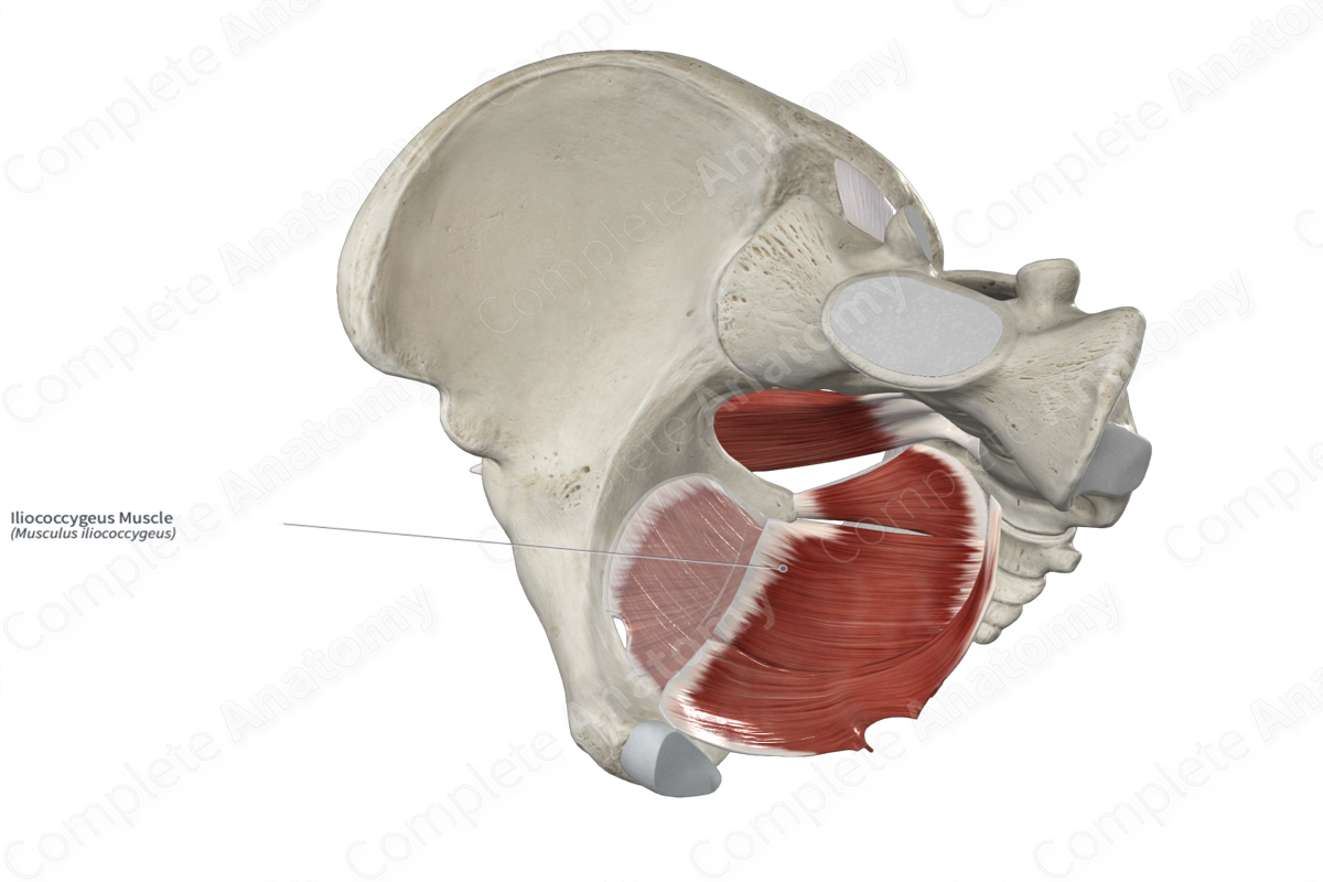 Iliococcygeus Muscle
