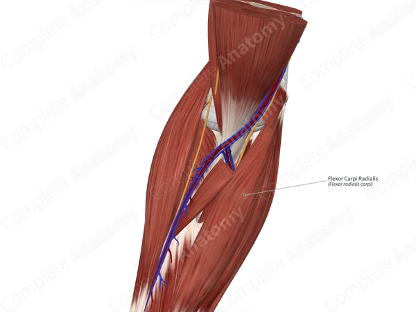 Flexor Carpi Radialis
