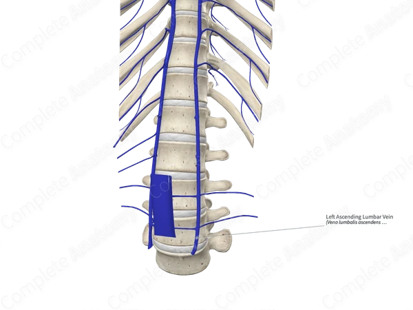 Left Ascending Lumbar Vein