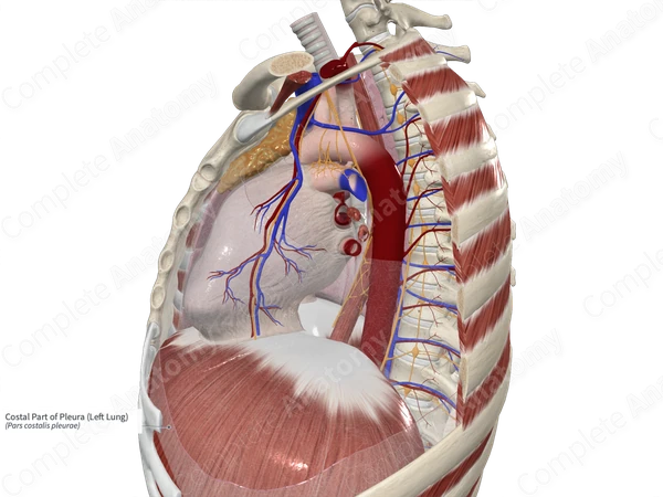 Costal Part of Pleura (Left Lung)