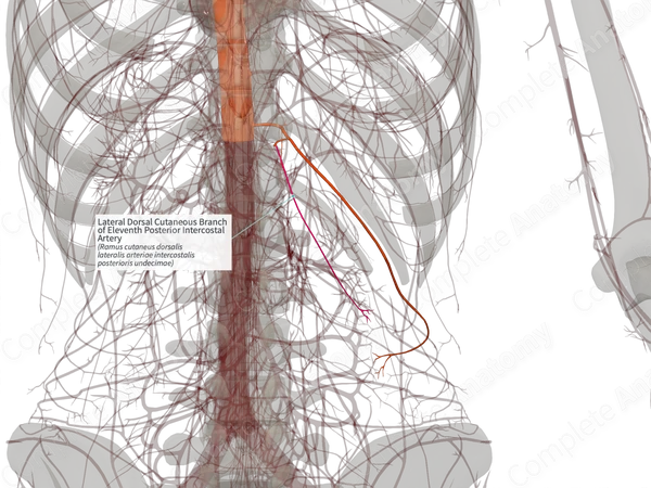 Lateral Dorsal Cutaneous Branch of Eleventh Posterior Intercostal Artery (Right)