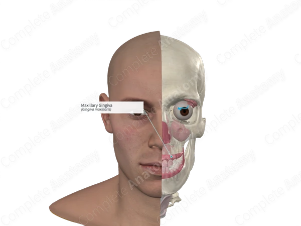 Maxillary Gingiva