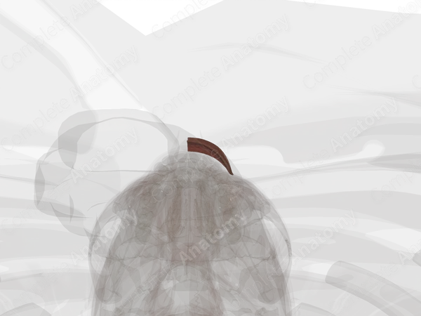 Lips (Left)