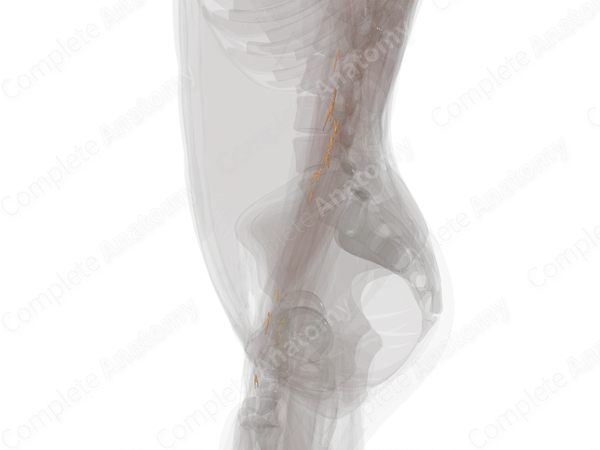 Muscular Branches of Median Nerve (Forearm; Left)