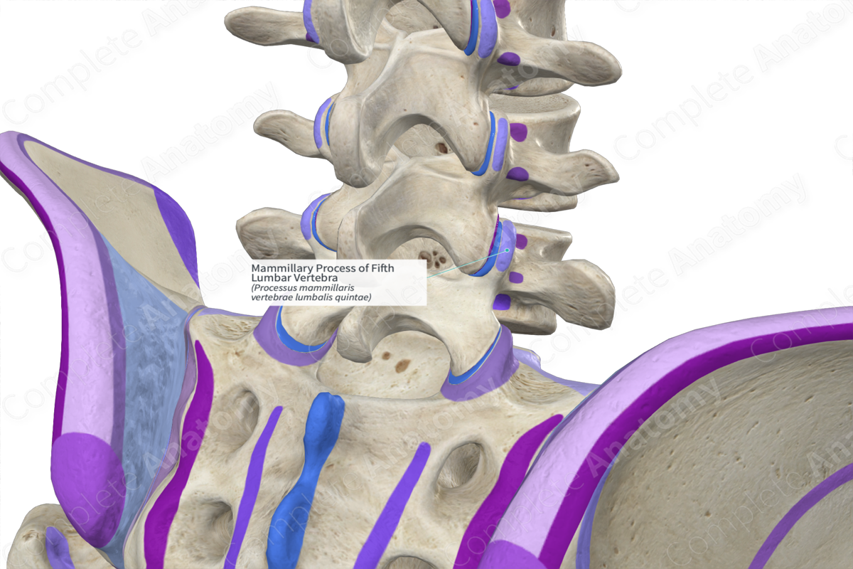 Mammillary Process of Fifth Lumbar Vertebra (Right)
