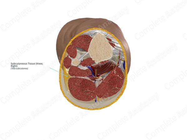 Subcutaneous Tissue (Knee; Left)